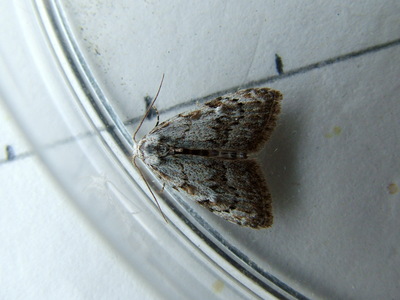 Least Black Arches